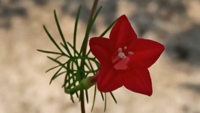 Too much happy/ Football Lily/ Blue Hibiscus & more... смотреть онлайн