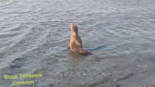 Спасённый "Зелёным Сахалином" в Холмском районе сивуч смотреть онлайн