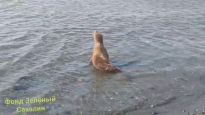 Спасённый "Зелёным Сахалином" в Холмском районе сивуч