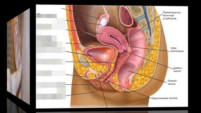Как ПОХУДЕТЬ нажав НА ТОЧКУ В УХЕ смотреть онлайн
