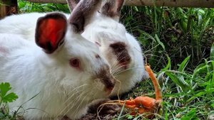 Сбор Свежей Кукурузы из Своего Огорода. Как Правильно и Вкусно Приготовить Кукурузы.