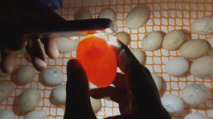 5-й день инкубации и развитие цыпленка в яйце