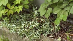 Золотой корень в саду.