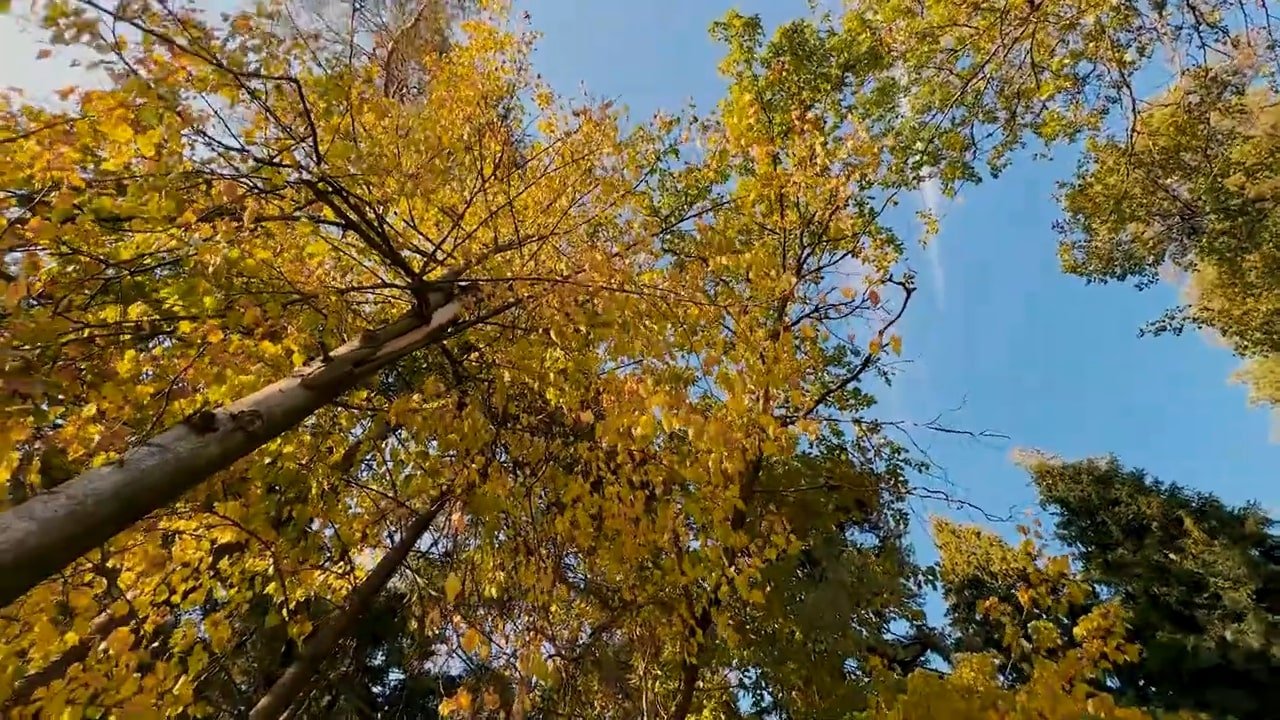 Осенняя зарисовка
