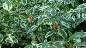 Дерен белый Аргентеомаргината (cornus alba) ? обзор: как сажать, саженцы дерена Аргентеомаргината