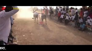 बैल बिचकवली यानं | Bailgada Sharyat Video | Naad Bailgadyacha | Bull Race