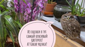 Ночная распаковка котомочки с растениями. Сыч Лучик внимательно контролирует. На улице мороз и совы