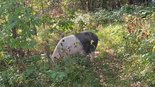 ВСТРЕТИЛ названного БРАТА | Жена говорит, что я СКОТИНА 🤣😂😀 смотреть онлайн