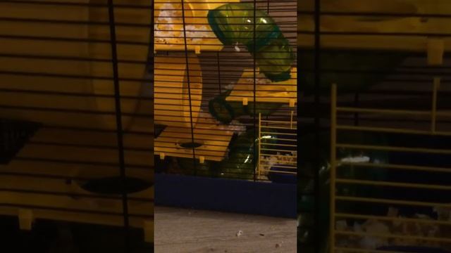 Что можна давать джунгарским хомякам ? Мои хомяки и клетка смотреть онлайн