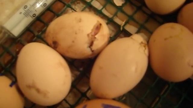 Цыплята в инкубаторе. Вылупление цыплят.