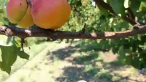 Абрикос гібрид Поліплоїд. Перші плоди