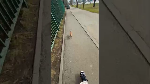 Сеня бодро, куда угодно и сколько угодно.