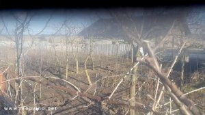 Ежегодная зимняя обрезка колонновидной яблони