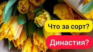 ⚫ Выгонка тюльпанов к 8 марта / Что за сорт? А это точно Династия? / 25.02.2022г.