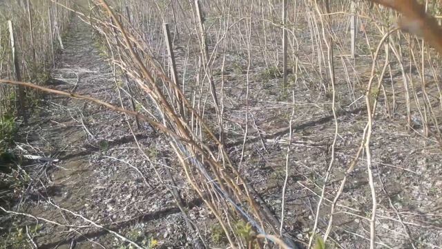 Рем малина на 2 урожая? смотреть онлайн