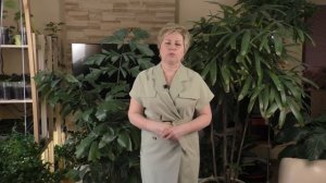 МОИ ДОМАШНИЕ ПАЛЬМЫ! ВСЕ О ВЫРАЩИВАНИИ И УХОДЕ!