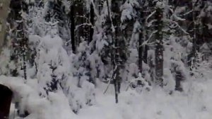 валка леса зимой2