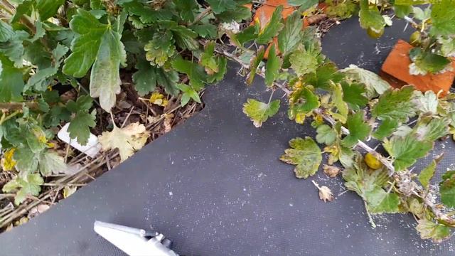 Крыжовник 4-24. Брикс. смотреть онлайн