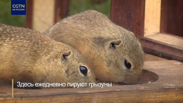 В России открылось первое кафе для …. сусликов смотреть онлайн