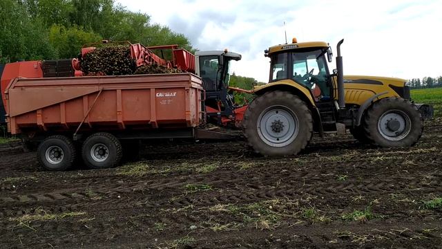 Уборка картофеля сорт Винета. смотреть онлайн