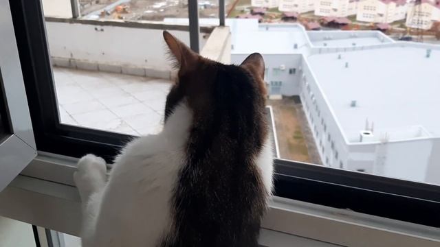 Готовлю облепиховый чай / Вяжу шапку смотреть онлайн