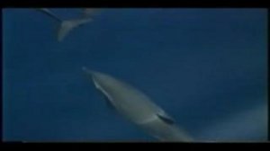 Мир Дельфинов