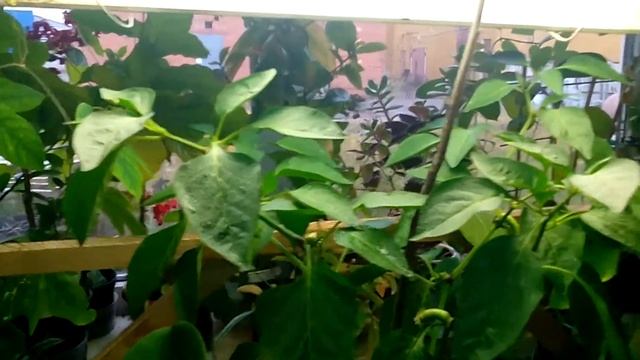 А Вы знали, что сладкий перец культура двухлетняя? смотреть онлайн