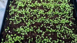 Пикировка и выращивание гвоздики. Гвоздика китайская, садовая, Шабо