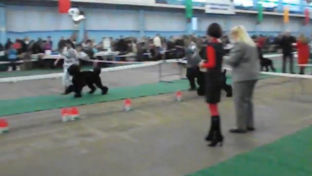 Суки-юниоры. Первая - державная Особа из Псов Града. смотреть онлайн