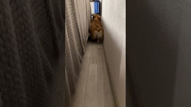 Догситтер на 8-й день … #corgi #puppy #shortsvideo #корги #funny #shortvideo #shotrs