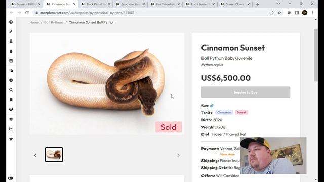 All About The Sunset Ball Python Morph #ballpythonmorphs
