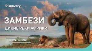 Замбези | Дикие реки Африки | Discovery
Channel