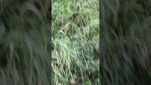 Грибное 🍄 царство
#грибы
#август2024