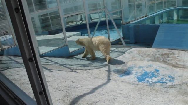 Животные из наших путешествий по городам и странам // Подборка 2020 // Гни свою линию смотреть онлайн