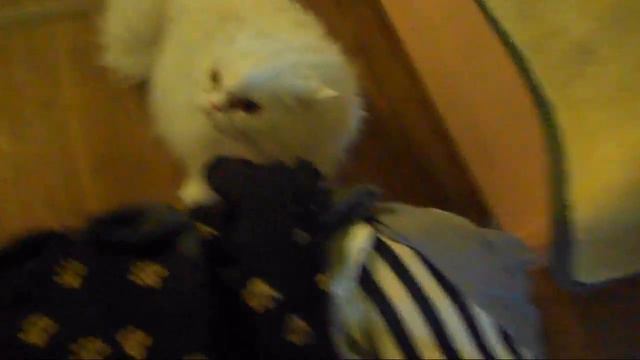 Злобный кот чихает