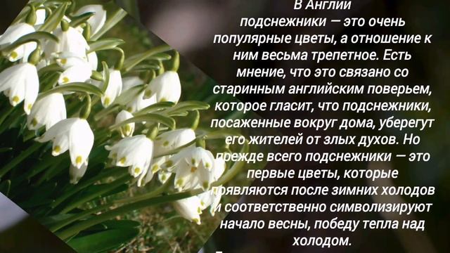 19 апреля - День подснежника! История праздника.