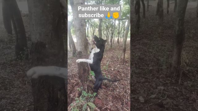 #panther #pitbull panther on hunting in jungle