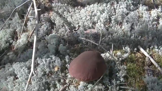 Съездил за грибочками... или "Игорь, я в @опе! 2" #184 смотреть онлайн