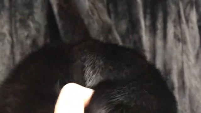 Какой мех можно перепутать с норкой смотреть онлайн