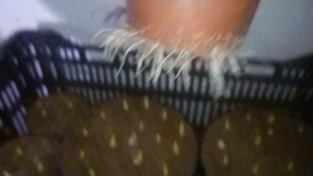 05.12.2019. Укоренение тюльпанов продолжается. Тюльпаны в горшках. смотреть онлайн