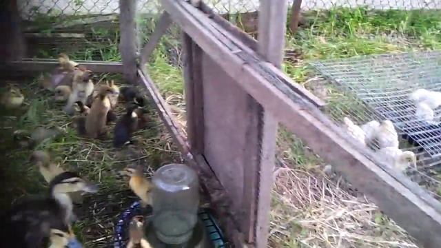 Муларды, мускусные утята, индийские бегуны в хозяйстве "Хорошо живём". Сравнение смотреть онлайн
