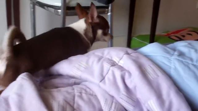 Good Morning! Chihuahuas wake up mom and dad смотреть онлайн