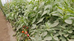 Семена_Перцы_Конфетка_Гавриш