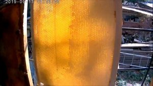100% зимовка пчёл на полномёдном гнезде.Сохранить отводки пчел зимой легко и просто.