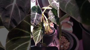 Black Velvet Alocasia Thriving