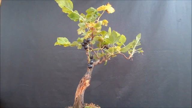 Бонсай чёрная смородина Bonsai black currant 2021 год лето смотреть онлайн