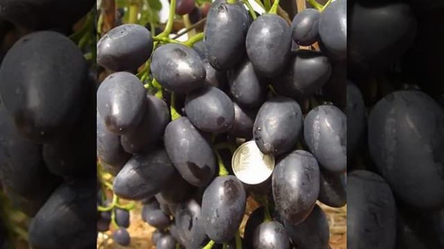 Виноград Молдова#характеристика - уход смотреть онлайн