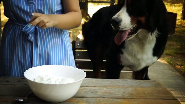 Бернский зенненхунд - натуральное кормление собак (Десерт) смотреть онлайн