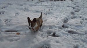 Женька , корги кардиган