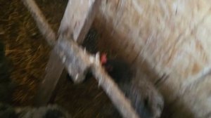 Самодельный обогреватель в курятник за копейки.Отзыв.